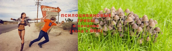 прущие грибы Абдулино